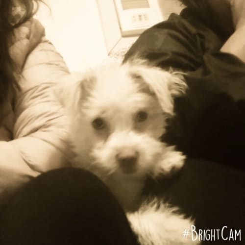 Sabrina a beautiful puppy 