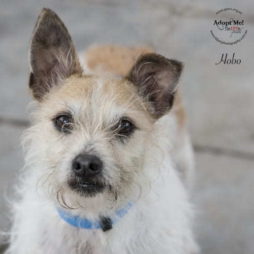 Hobo ID32356