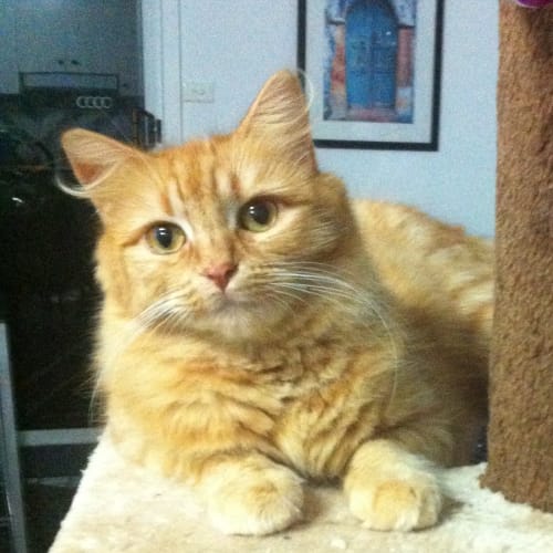 Miss Treacle Feather-Tail aka Mumma