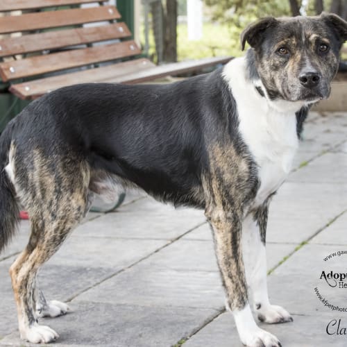 Clarke ID32386