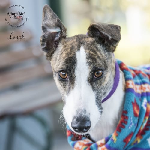 Lenah ID32442