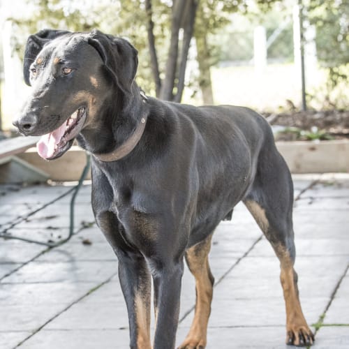 Hunter ID32371