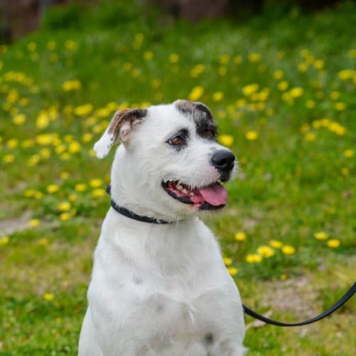 Millie DL1441