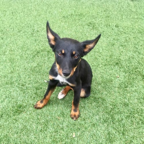 Axel our darling puppy