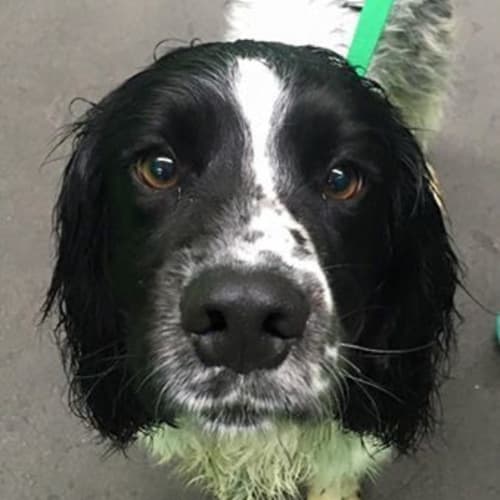 Ben
