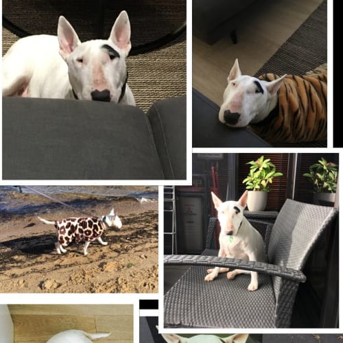 Ava (Up for Adoption)