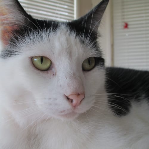 Tom