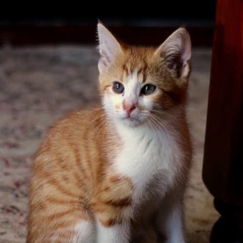 Mews