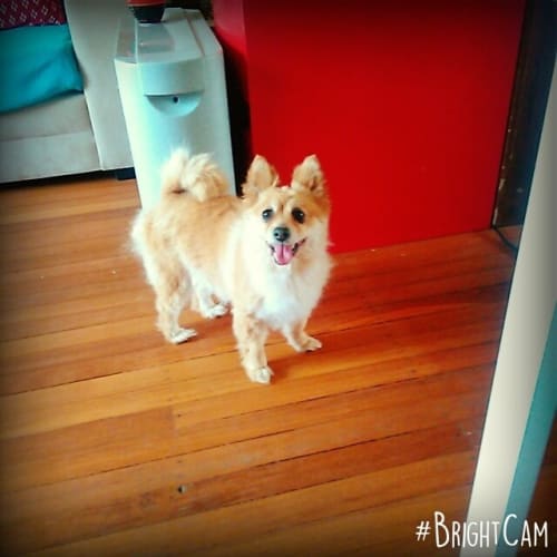 No photo for Roxy  ** A Petite Little Princess **