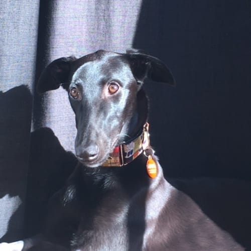 “Winnie”, Bundle of Cuddles. Melbourne