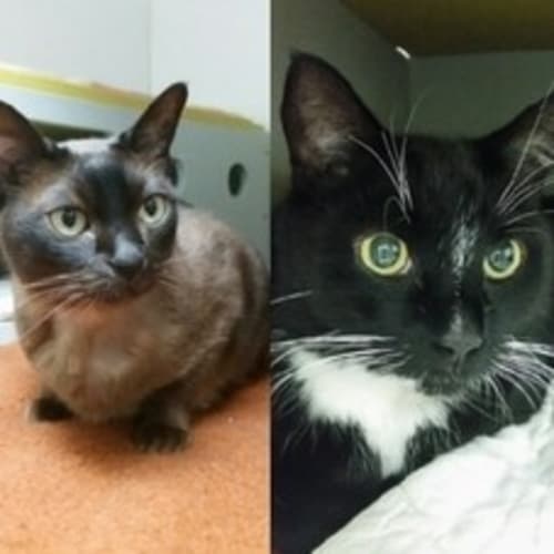 Fez (Female) & Macchiato (Male)