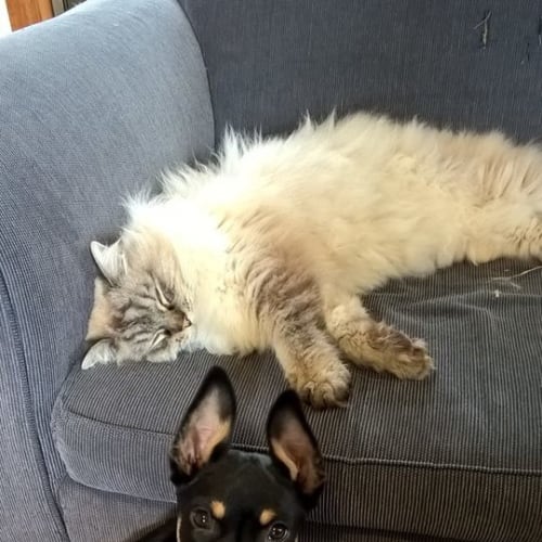 Zorro