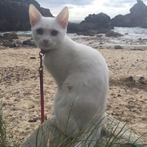Kiko