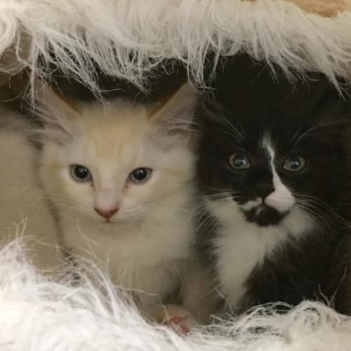Wilbur **2nd Chance Cat Rescue**