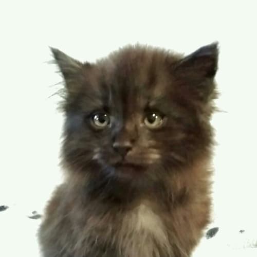 Elliott
