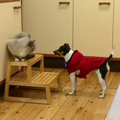 Bonnie ~ 1yo cute foxy girl (On Trial 23/7/16)