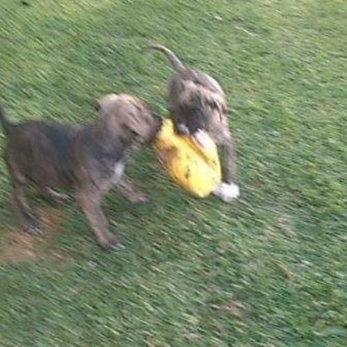 Apollo ** A Divine Puppy **