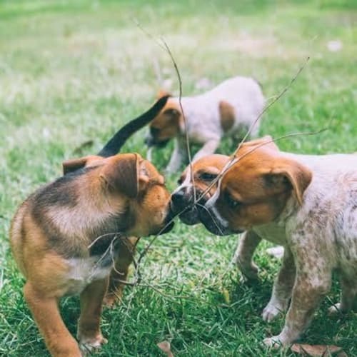 Piper ~ Cattle x Puppy (on trial 3/05/16)