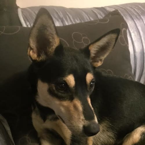 Pippy **Adopted**