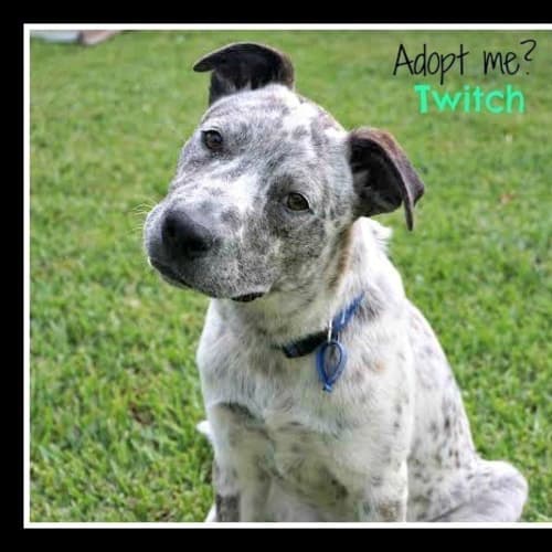 Twitch ~ Cattle Dog x on trial 29/01/16