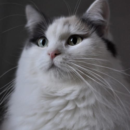Sophie