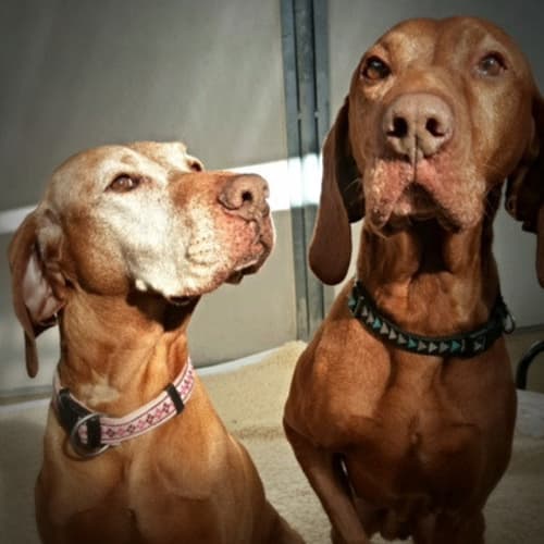 Paytas & Kata