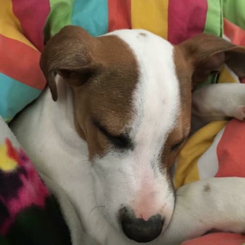 Rocko
