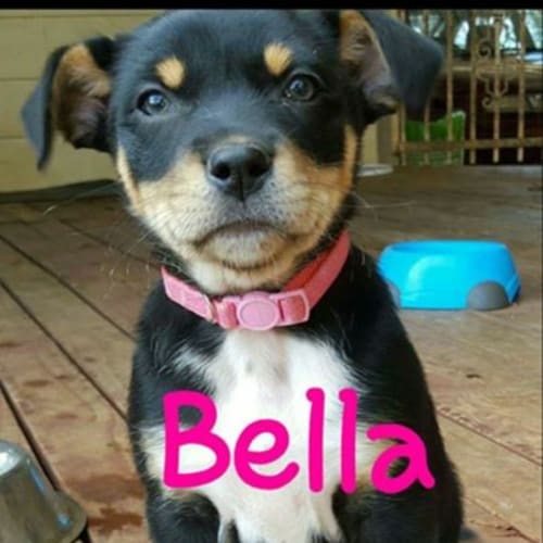 Bella -expression of interest only 