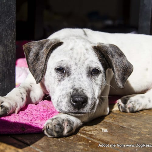 Arlo - Staffy x Cattle - Puppy (on trial 21/07/16)