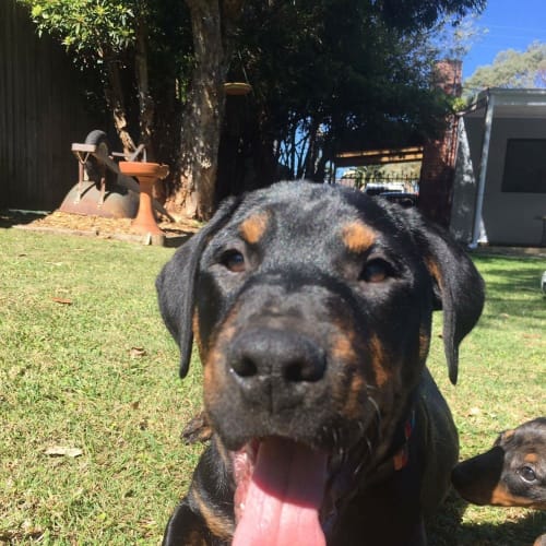 Kaluah (Dog Friendly)