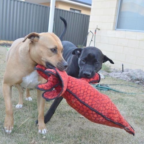 Nala 981 and Dozer 1452
