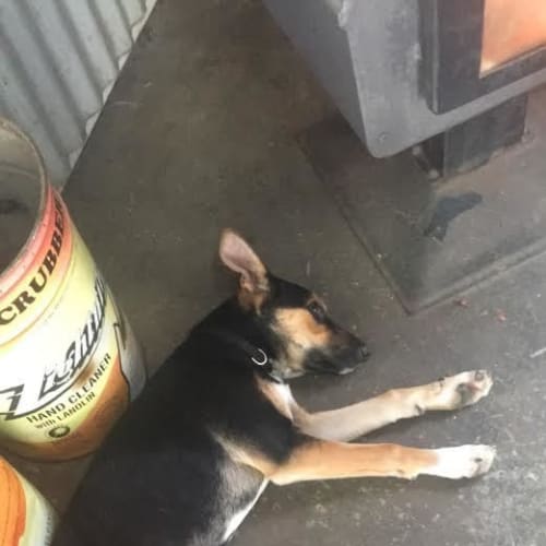 Sage .. sweet quiet child, cat and dog friendly
