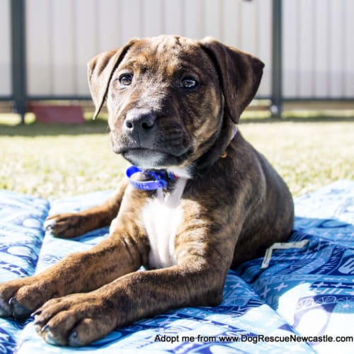 Lulu - Staffy x Cattle - Puppy (Trial 23/7/16)