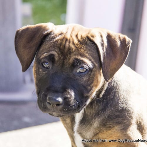 Misty - Staffy x  Cattle Dog - (on trial 28/07/16)