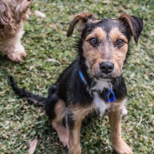 Pippa ~ fox terrier x kelpie puppy (Trial 28/7/16)