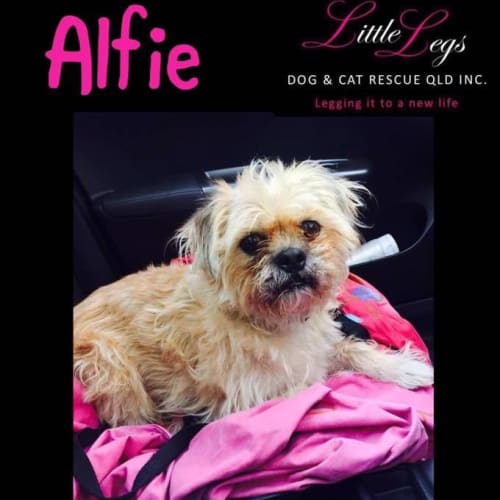Alfie