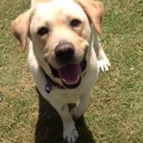 Ollie ~ Labrador (On Trial 24/11/16)