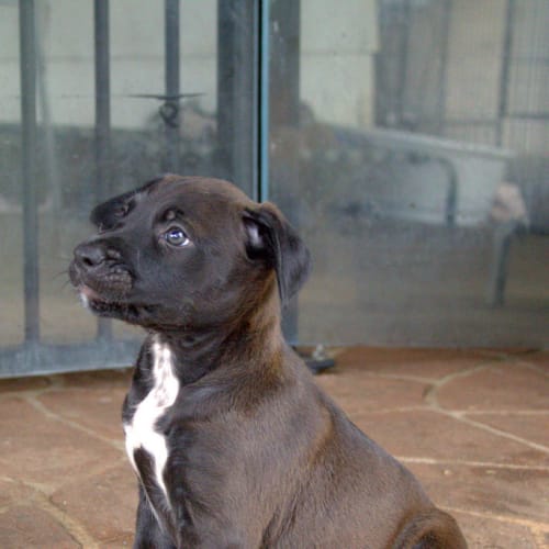 Tye ~ Mastiff x Labrador puppy, (Trial 11/4/16)