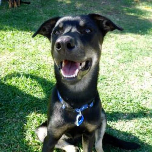 Jake ~ 7mo Kelpie X boy (on trial 26/06/16)