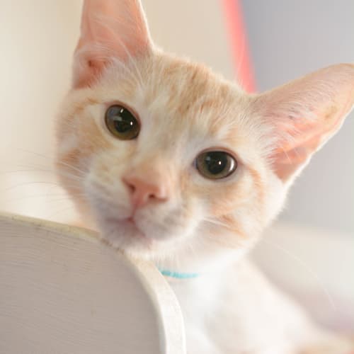 Tobias