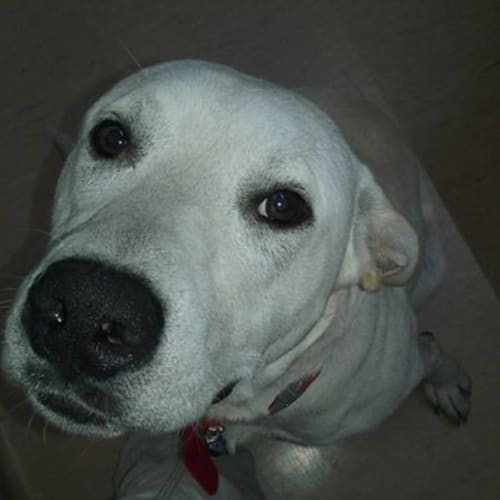 Charlie