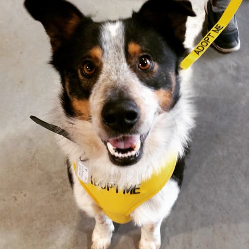 Toby **Adopted**