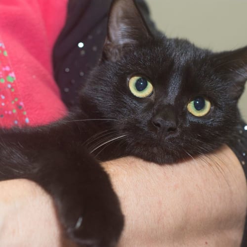 Quill **2nd Chance Cat Rescue**