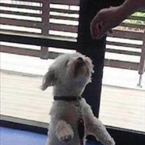 Benny  *Adoption Pending*