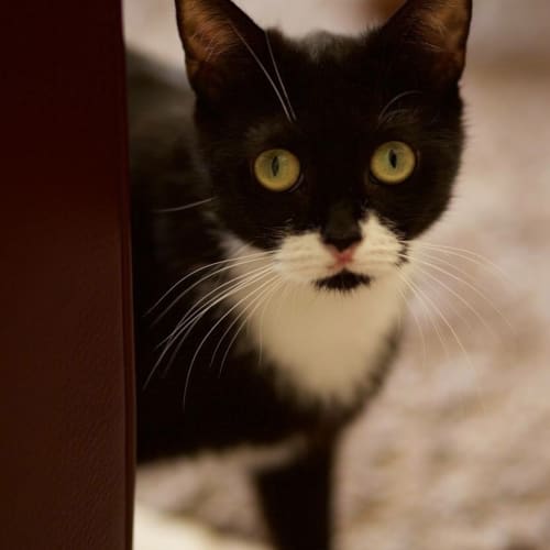 Nala