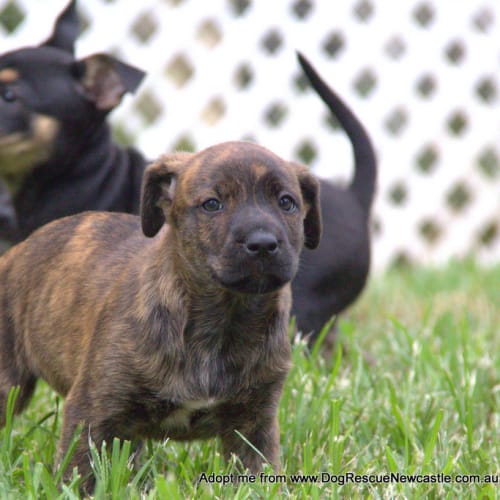 Emerald ~ Mastiff x Labrador puppy(Trial 9/4/16)
