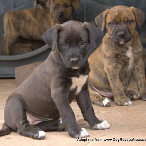Maeve ~ Mastiff x Labrador puppy(On Trial 16/4/16)