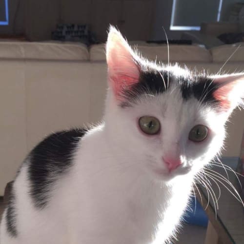 Peppa (Cat/Child Friendly)