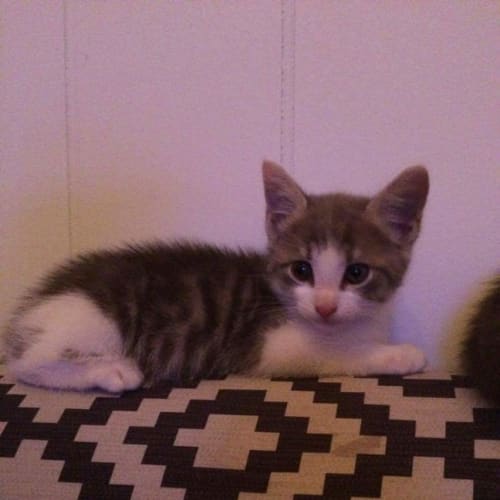 Ollie