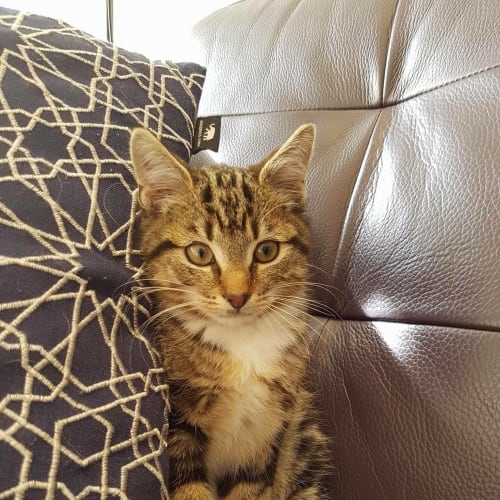 Aslan